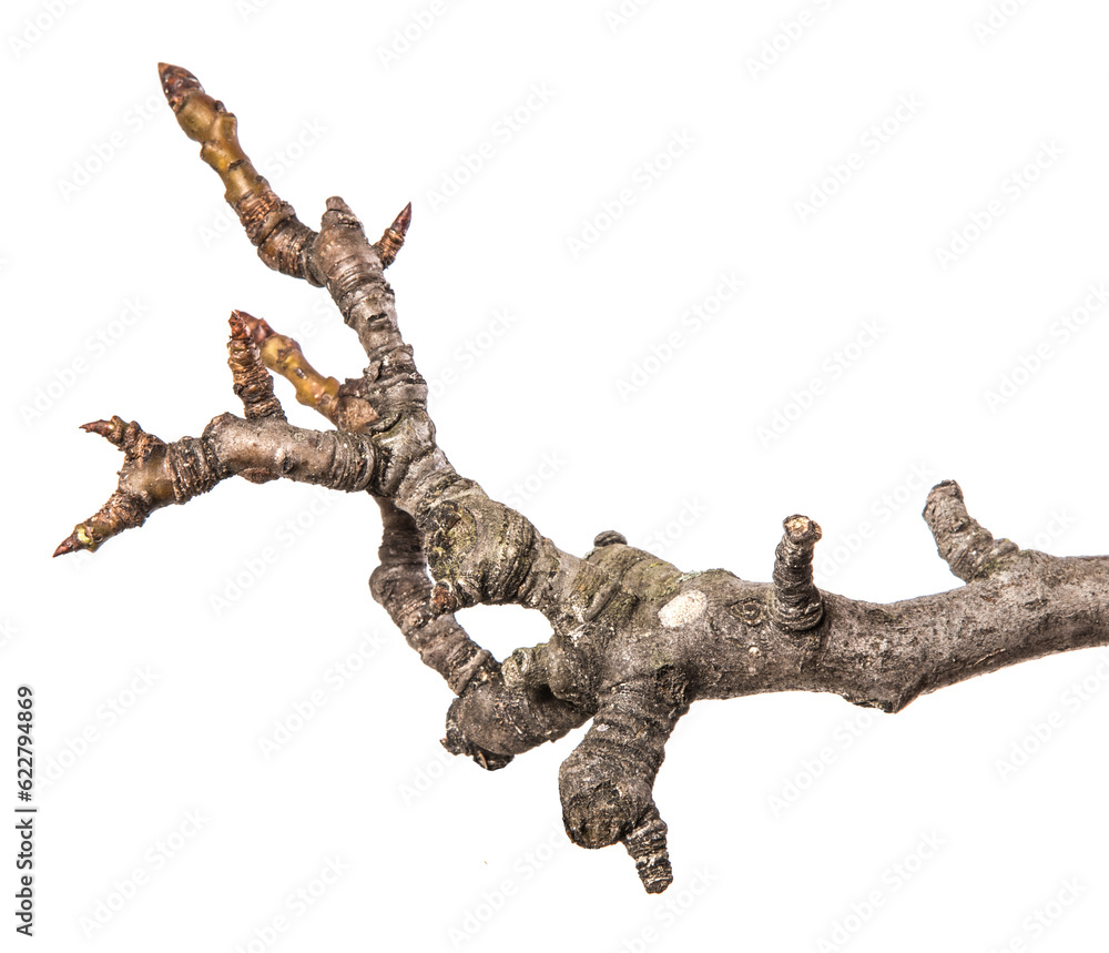 dry pear tree branch with buds. on a white background