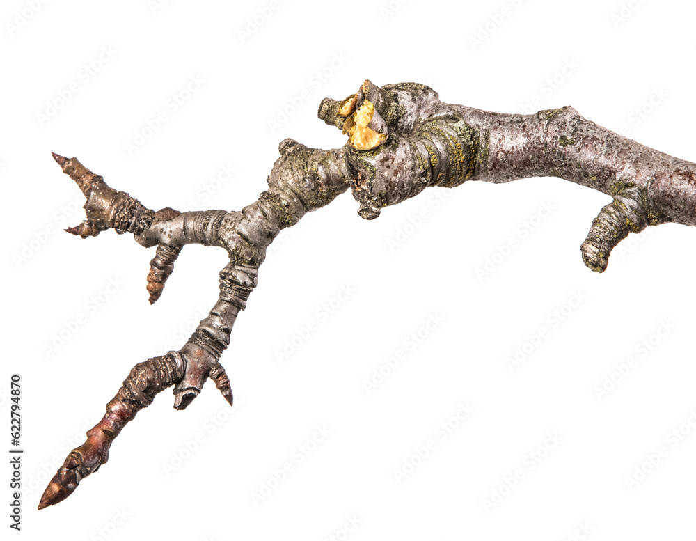 dry pear tree branch with buds. on a white background