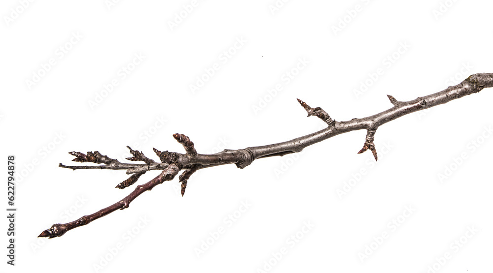 dry pear tree branch with buds. on a white background dry pear tree branch with buds. on a white background