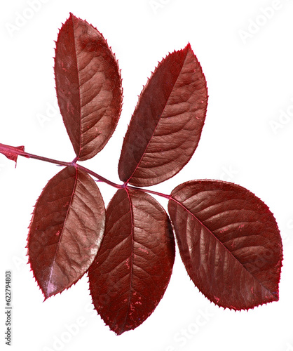 reds leaf of a bush of roses. on a white background