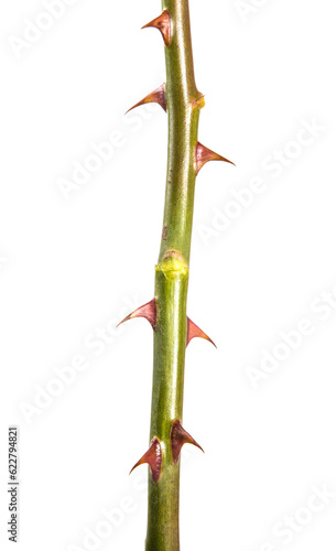 stem of roses with prickles. on a white background