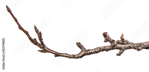 dry pear tree branch with buds. on a white background