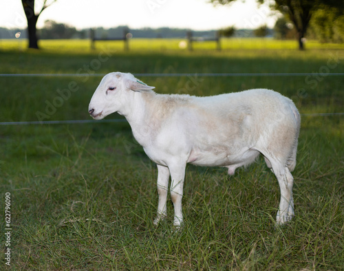 Young white sheep lamb on a grassy field