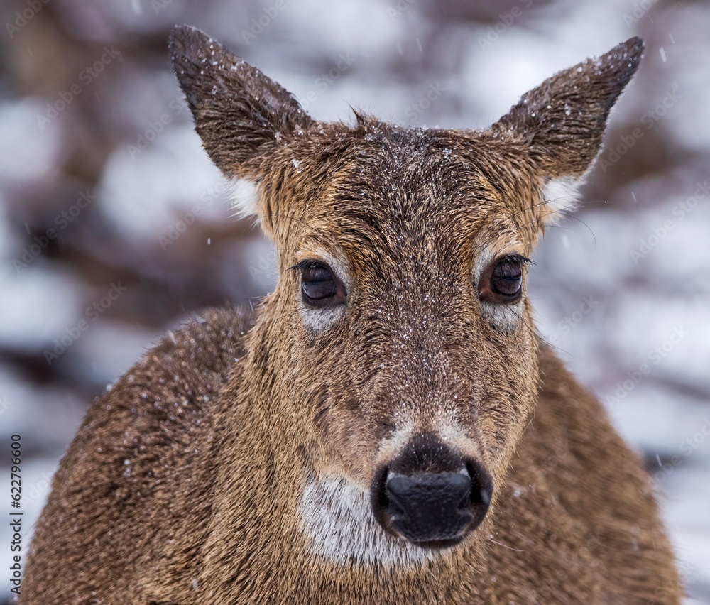 Fototapeta premium Inquisitive Deer