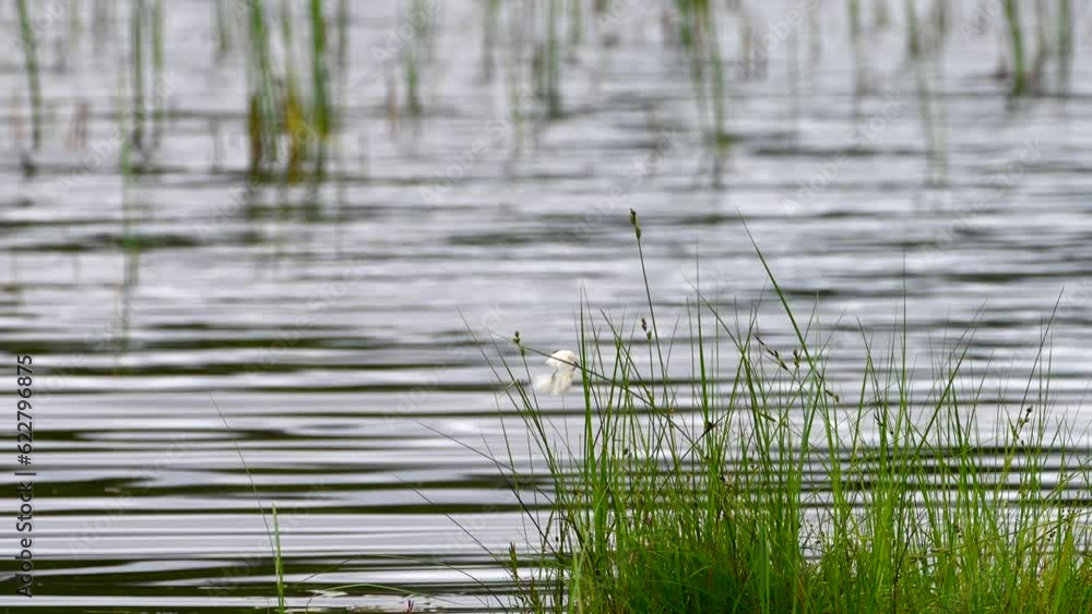 Cottongrass (Eriophorum angustifolium) and long grass in water Cottongrass (Eriophorum angustifolium) and long grass in water