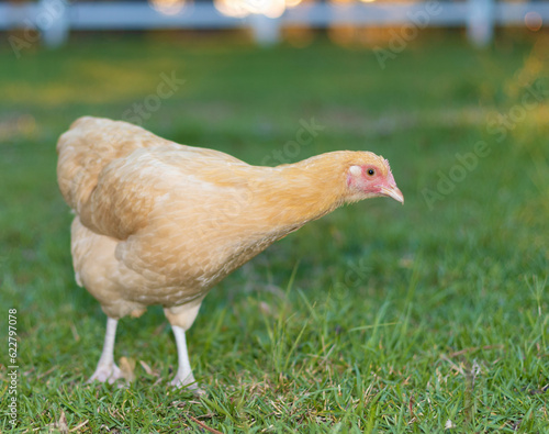 Yellow and orange chicken hen on a field