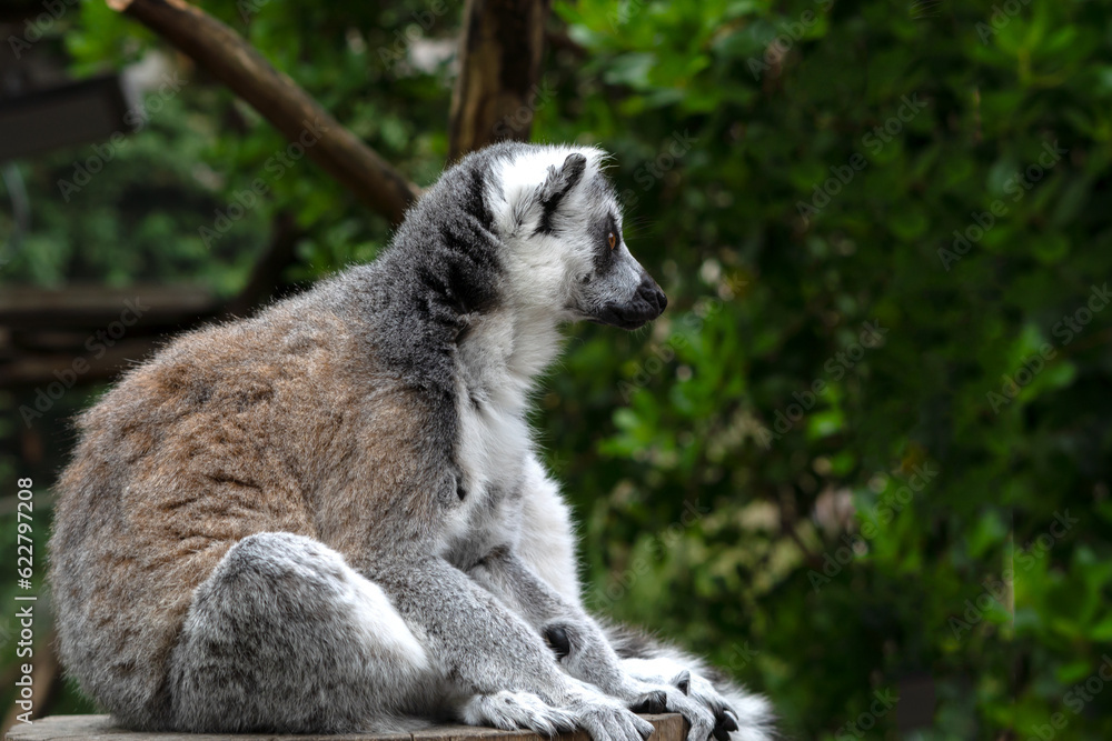 Fototapeta premium close up of striped lemur sitting on branch
