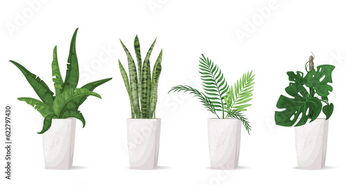 Various houseplants, banana and sansevieria flower