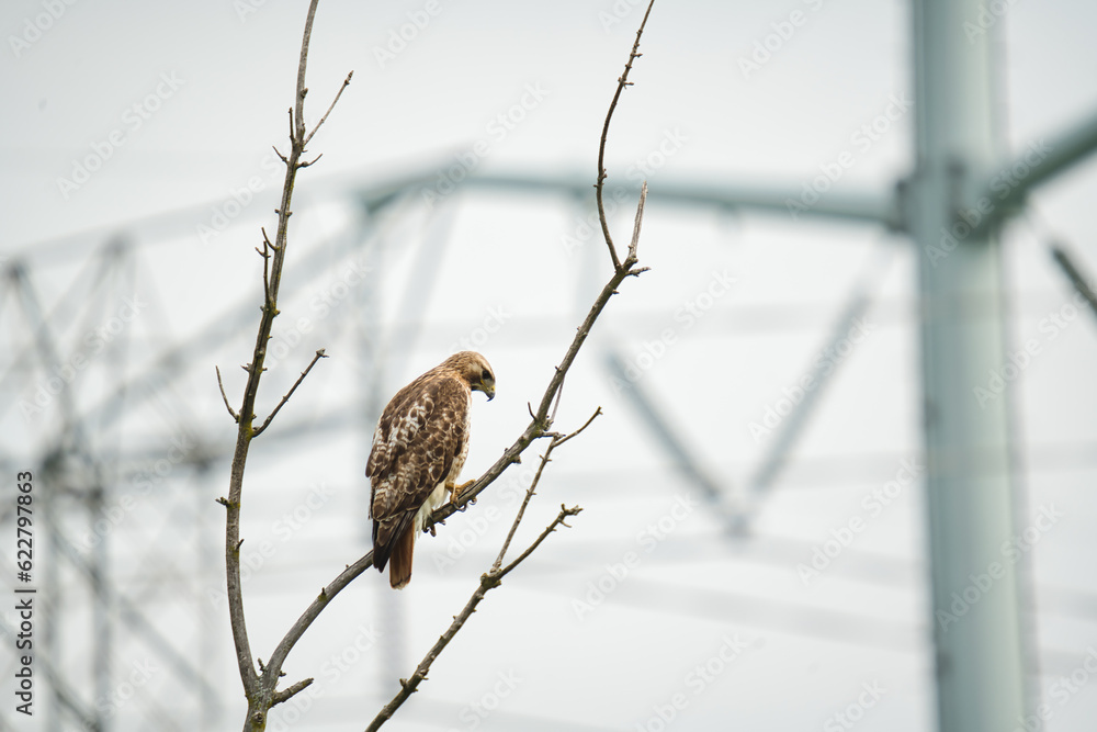 Red-Tailed Hawk Perched on a Dead Tree with Electric Towers in Background Red-Tailed Hawk Perched on a Dead Tree with Electric Towers in Background