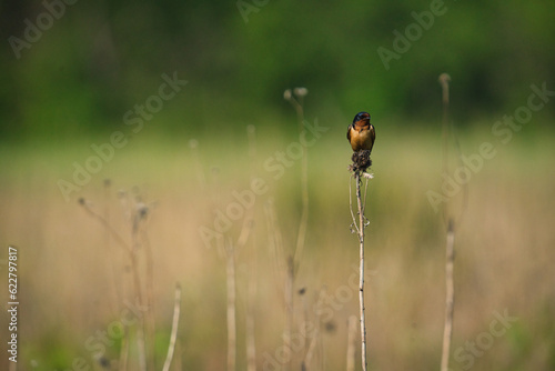 Barn Swallow Perched on a Wildflower Stem on a Prairie