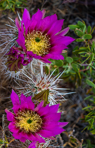 Hedgehog Cactus Bloom on The SMYC Trail  Red Rock Canyon National Conservation Area  Nevada  USA