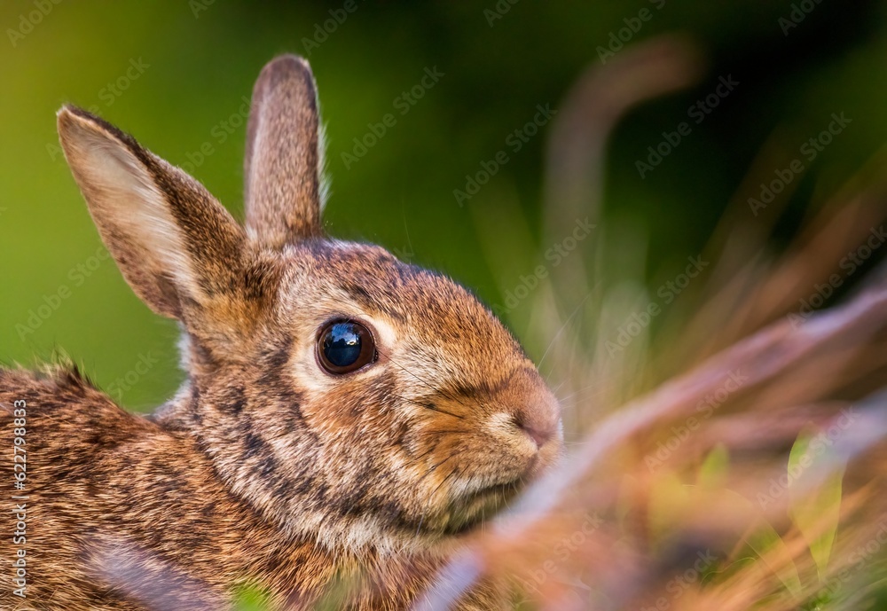 Fototapeta premium rabbit in the grass