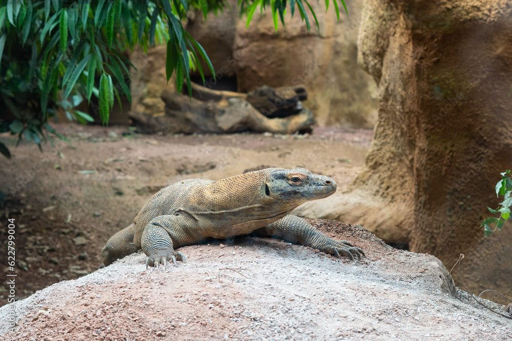 reptile laying on the stone in the zoo,varan reptile laying on the stone in the zoo,varan