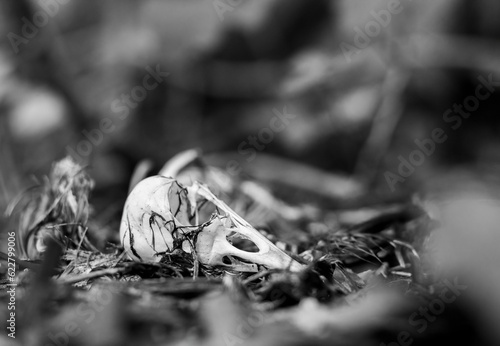 Blue Jay in the calm of death