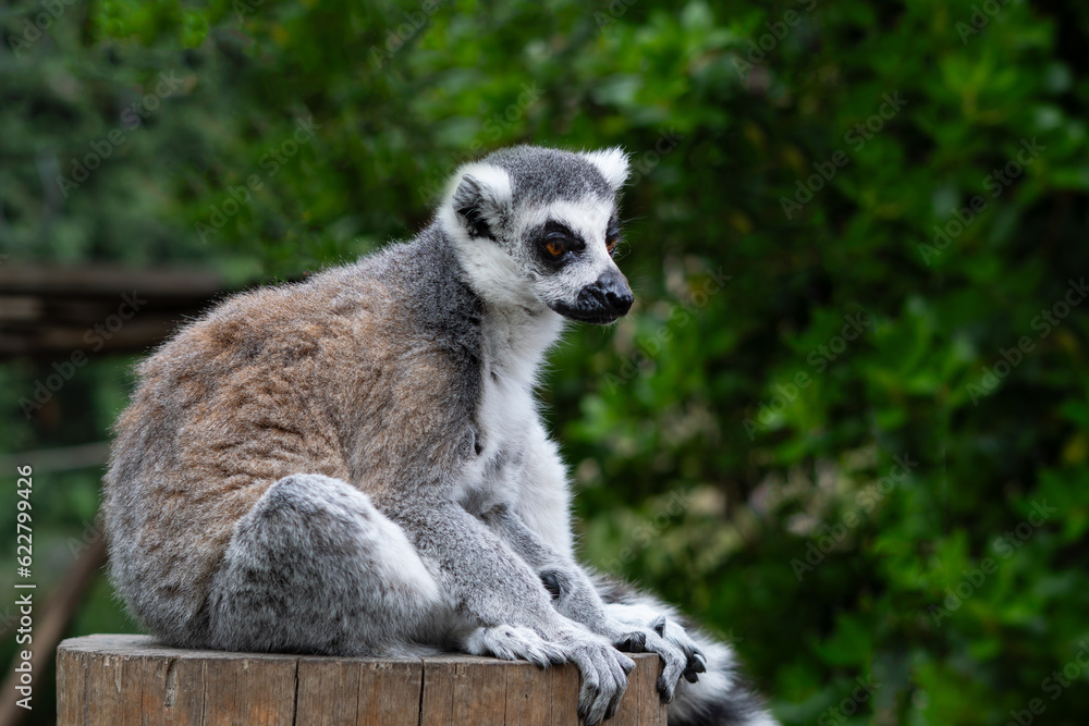 Obraz premium close up of striped lemur sitting on branch