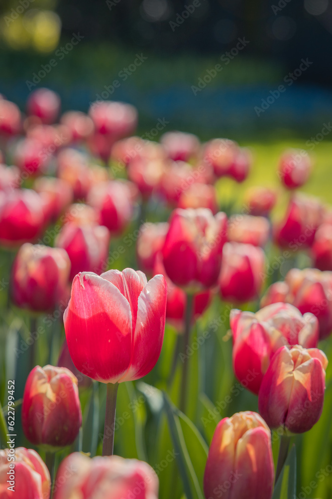 Fototapeta premium red tulips in the garden