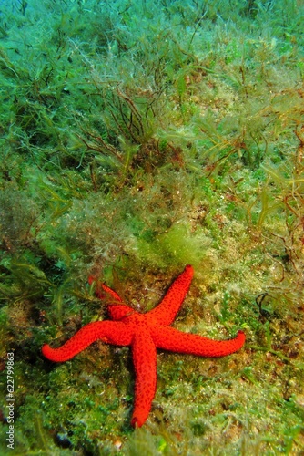 Green sea grass and red starfish. Marine life in the sea  underwater photography.  Seabed and sea star. Scuba diving in the ocean  colorful aquatic wildlife.