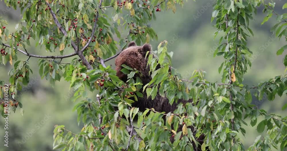 Marsican bear feeds on cherry tree above tree. Marsican bear feeds on cherry tree above tree.