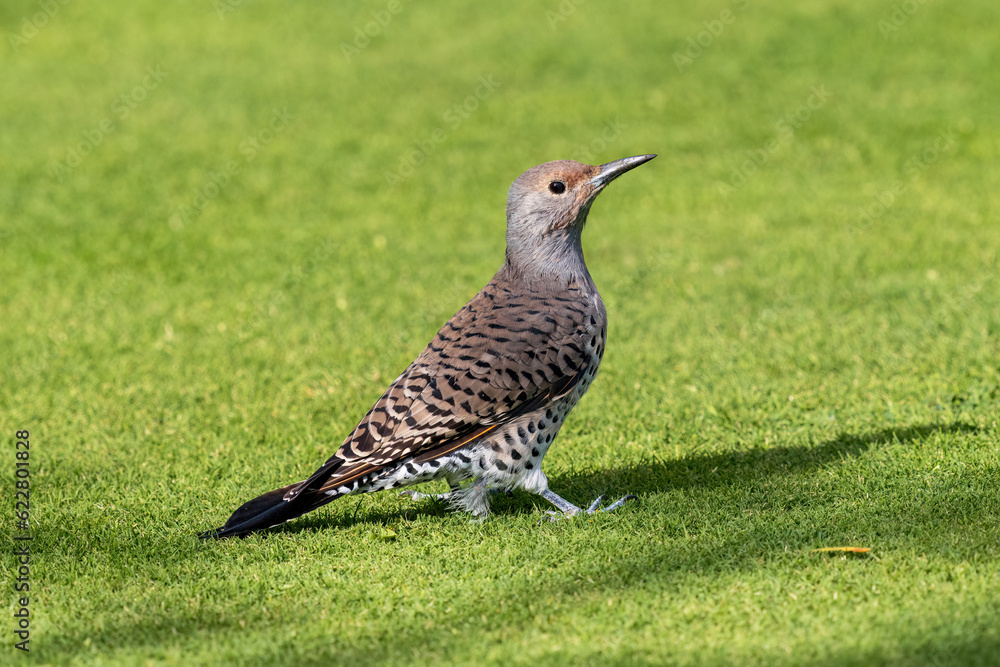 Obraz premium A side profile portrait of a female Red-shafted Flicker with beautiful feathers making eye contact on a well manicured grassy green lawn.