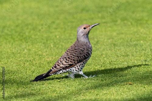 A side profile portrait of a female Red-shafted Flicker with beautiful feathers making eye contact on a well manicured grassy green lawn. © Susan Hodgson