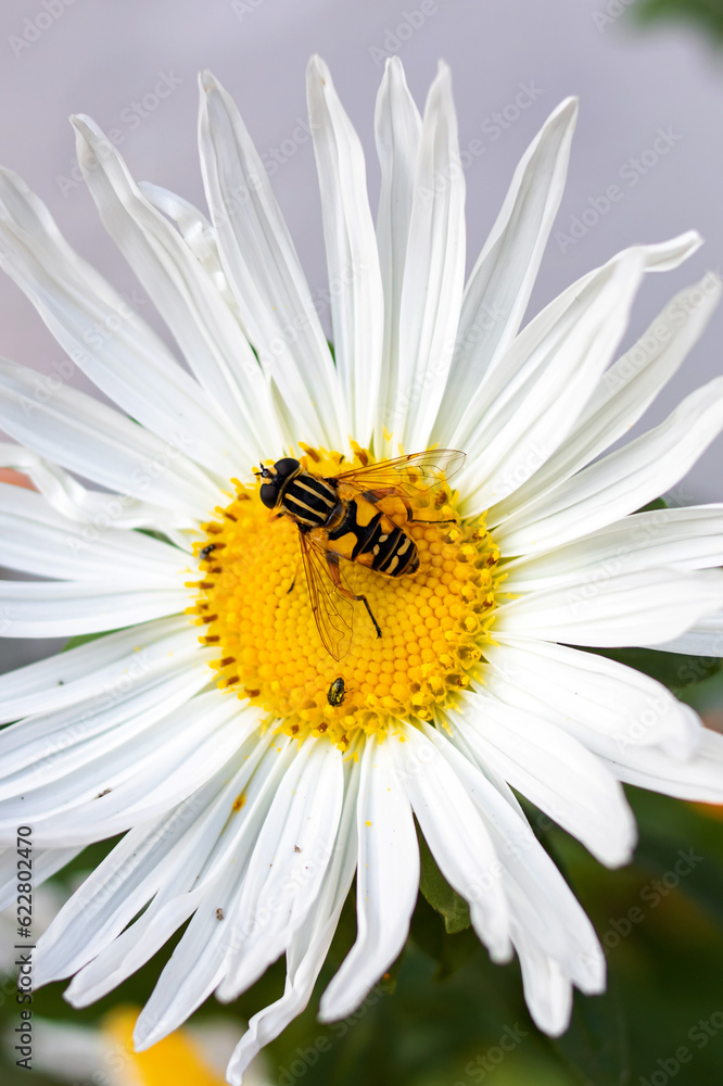Obraz premium Bee on a big daisy close up