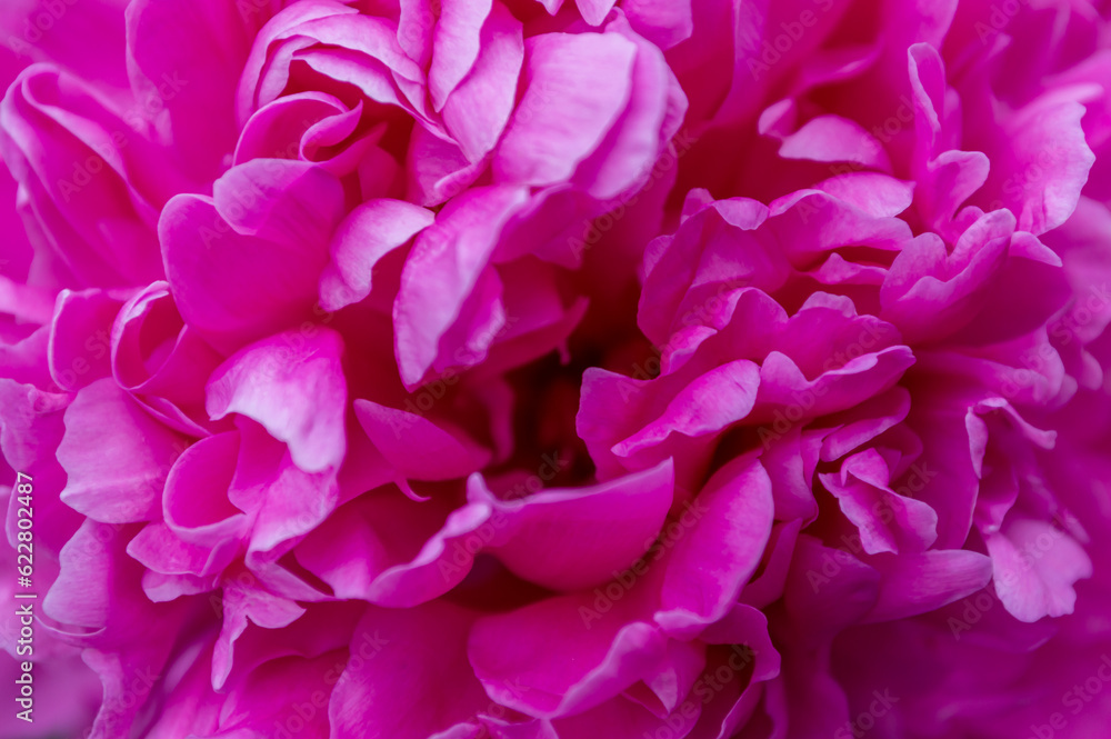 Delicate petals of pink peony and a wonderful aroma