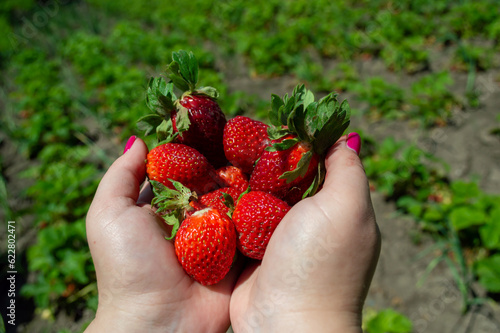 A man holds ripe strawberries in his hands