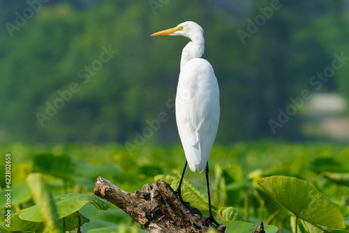 Great Egret stalking prey in morning light, Geist Reservoir, Fishers, Indiana.