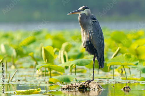 Great Blue Heron flying and scouring lake in morning light, Summer in Fishers, Indiana. 
