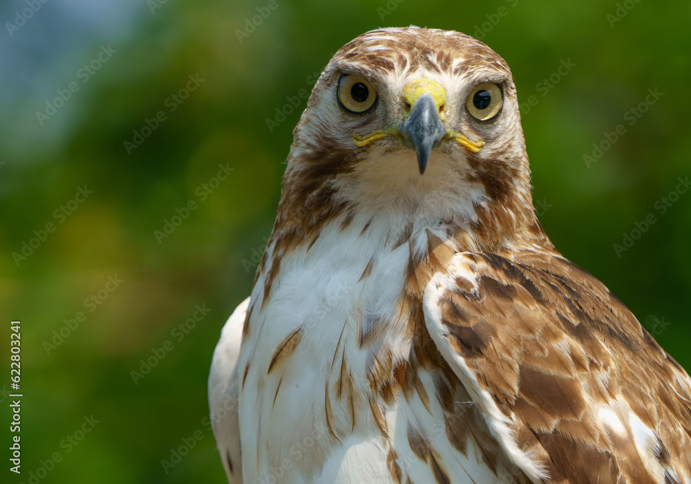 Red shouldered hawk sitting on fence in wooded area. Fishers, Indiana, Summer 2023. Red shouldered hawk sitting on fence in wooded area. Fishers, Indiana, Summer 2023.