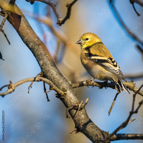American Goldfinch. A small yellow bird is standing on a tree’s branch on the sunshine autumn morning, looking around..