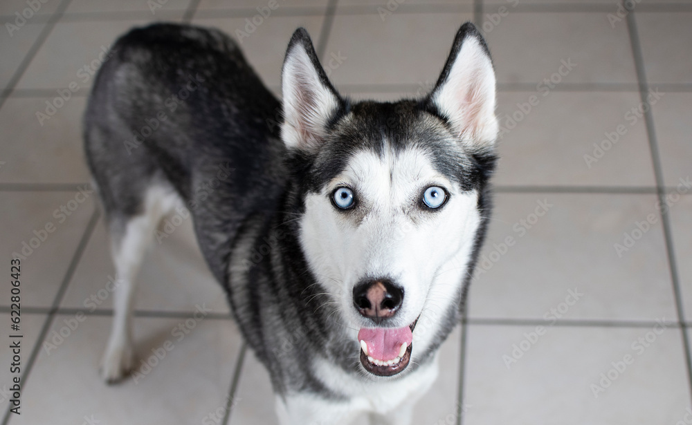 Fototapeta premium Portrait of a Siberian Husky with the blue eyes 
