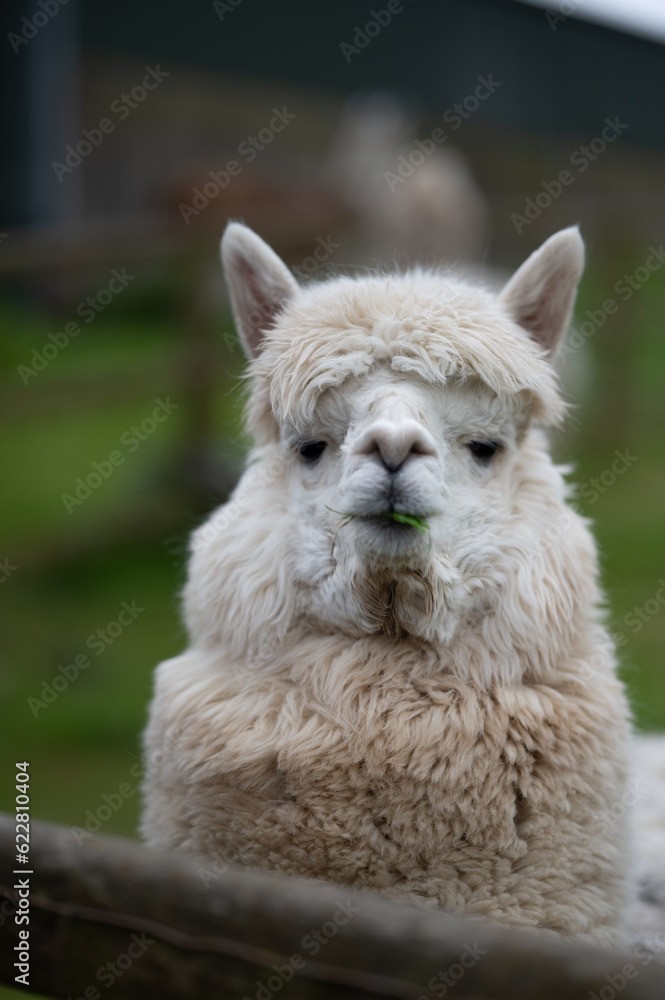 Close up of a White alpaca looking towards camera. Close up of a White alpaca looking towards camera.