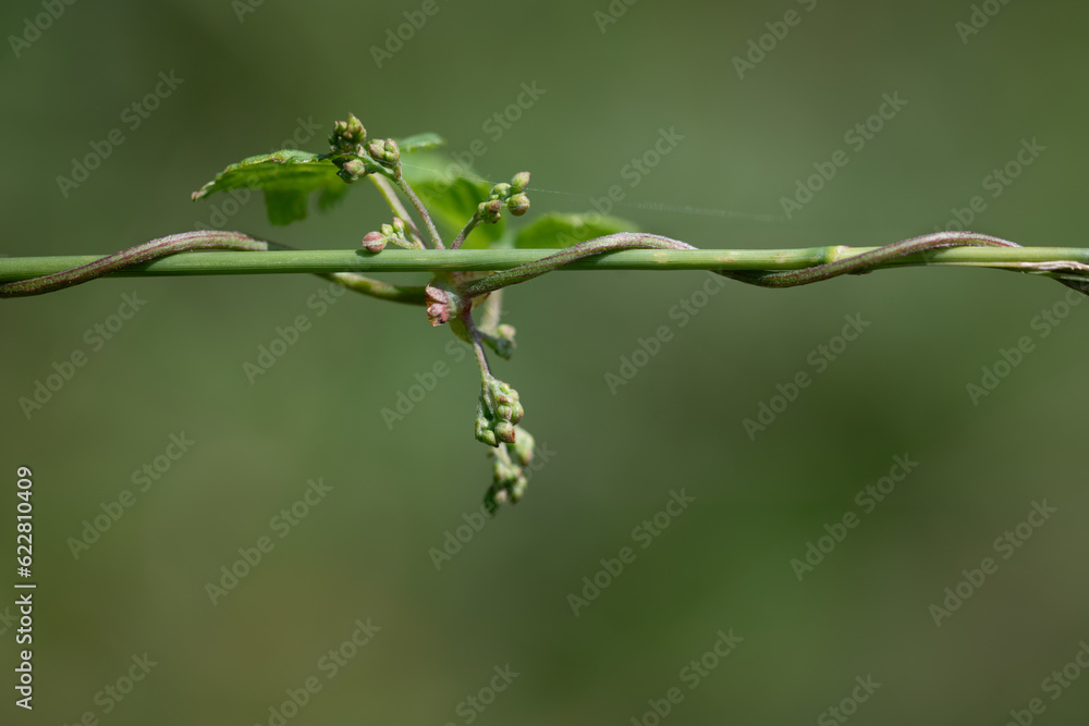 Close-up of a young Virginia creeper shoot twining around a stalk of grass. The background is green with space for text. Close-up of a young Virginia creeper shoot twining around a stalk of grass. The background is green with space for text.