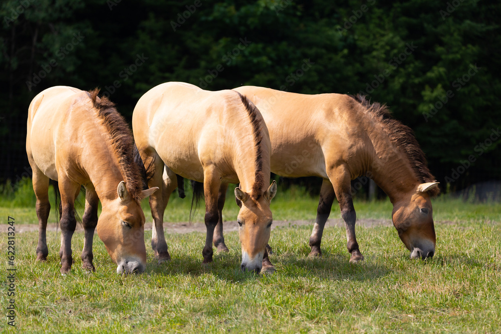 Fototapeta premium Three dun Przewalski’s horses grazing close together in field during a summer morning