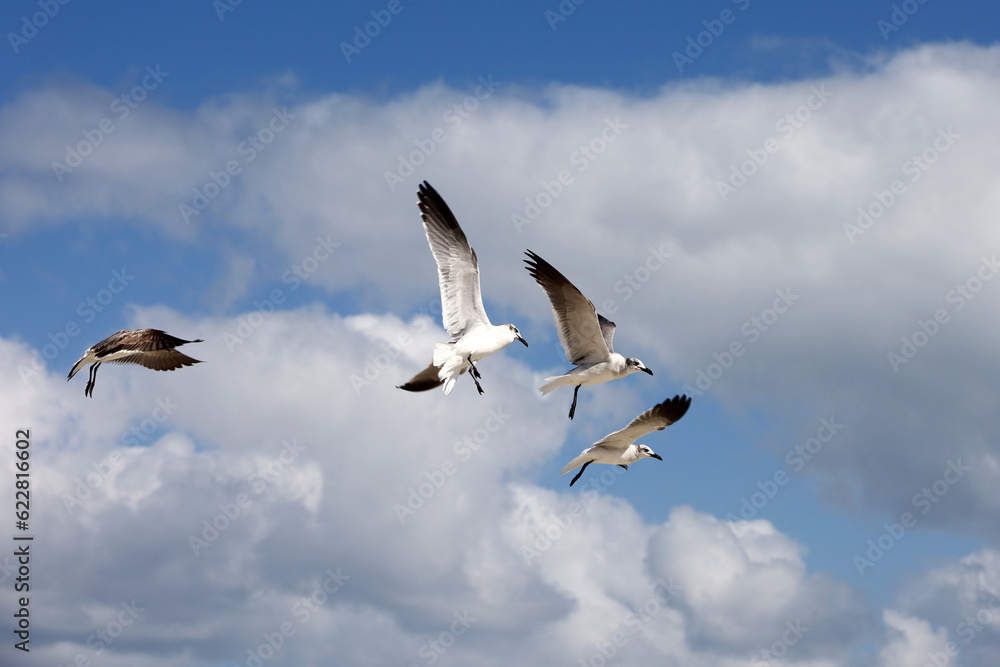 Seagulls flying on background of blue sky with white clouds Seagulls flying on background of blue sky with white clouds