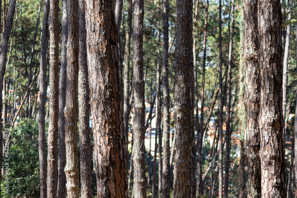 Image taken at Alberto Simões Park in São José dos Campos, São Paulo, Brazil.	