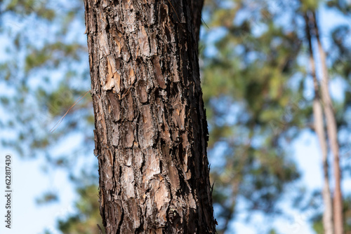 Fototapeta Naklejka Na Ścianę i Meble -  Details of a beautiful tree trunk in the forest.