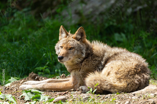 Closeup of coyote resting on earthy mound during a sunny summer morning