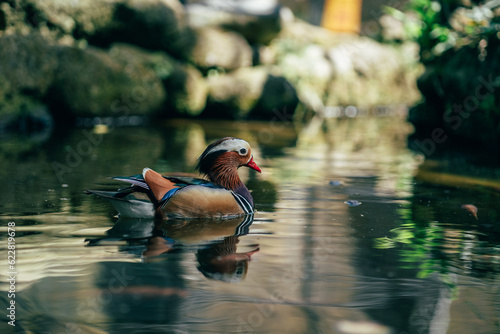 Close up shot of mandarin duck swimming in the lake. The most colorful duck in the world, pond bird in safari park photo