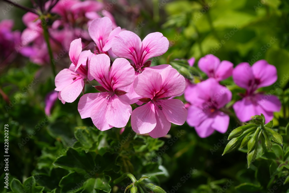 A Cluster of Pink Geraniums in the sunshine. 