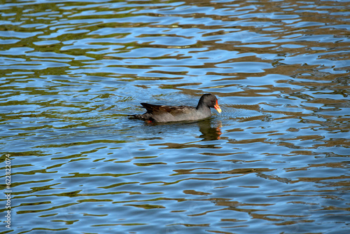 Dusky Moorhen (Gallinula tenebrosa) photo