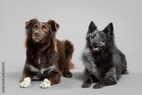 cute hungarian mudi and an australian shepherd dog group portrait lying down on the floor in a studio on a grey background