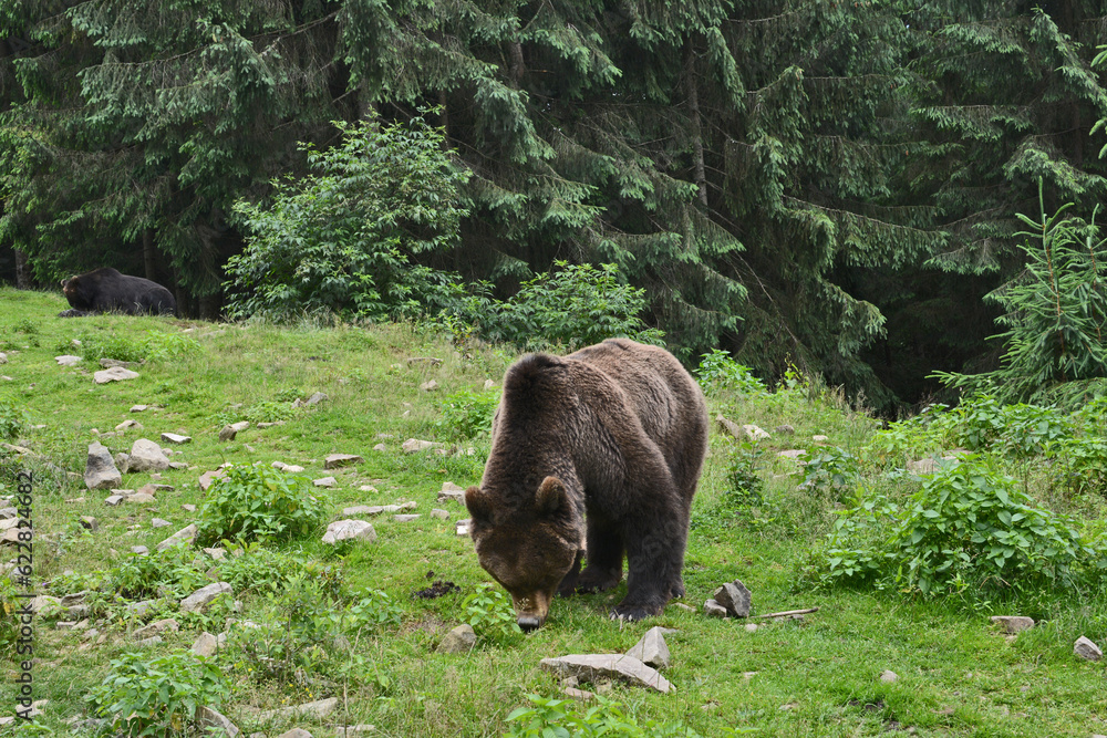 brown bear eats grass in a clearing in the reserve brown bear eats grass in a clearing in the reserve