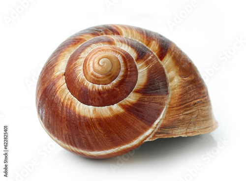 escargot snail on white background