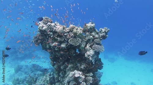 School of bicolor anthias fish and parrotfish swimming over tropical coral in coral garden in reef of Maldives island in 360 video camera degree modus photo