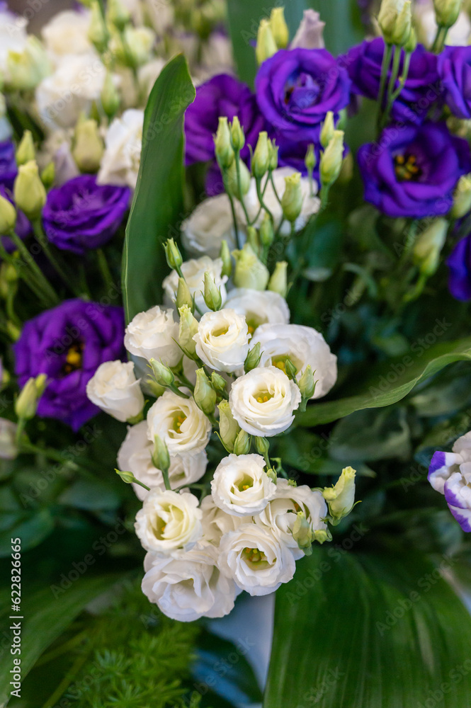 Obraz premium Colorful bouquet of flowers ustoma lisianthus or prairie gentian, growing in Dutch greenhouse, flora of the Netherlands