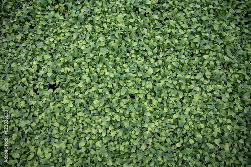 Cultivation of differenent indoor fern plants in glasshouse in Westland, North Holland, Netherlands. Flora industry, photo