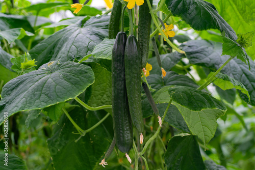 Young green cucumbers vegetables hanging on lianas of cucumber plants in green house