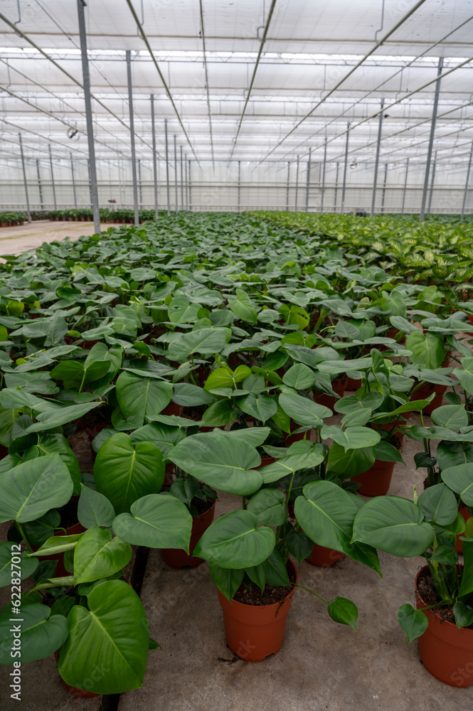 Cultivation of differenent tropical and exotic indoor palms and evergreen plants in glasshouse in Westland, North Holland, Netherlands. Flora industry Cultivation of differenent tropical and exotic indoor palms and evergreen plants in glasshouse in Westland, North Holland, Netherlands. Flora industry